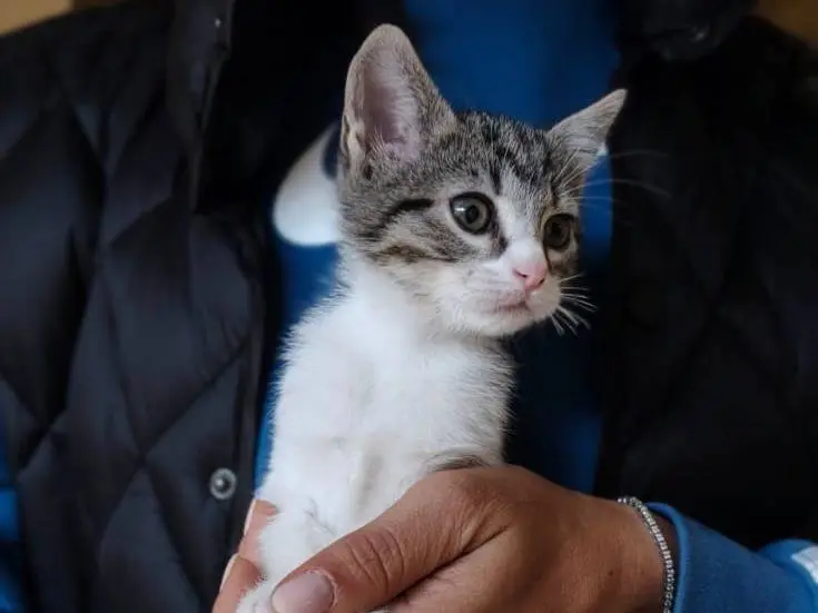 Vuoi adottare un gatto a Savona?