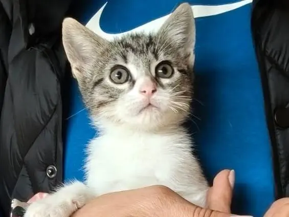 Adotta un gatto, taglia non valida, femmina, Savona