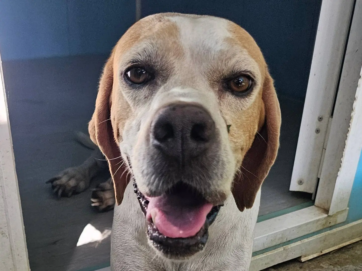 Adozione cane, femmina, Pointer Razza sconosciuta, 6 anni e 7 mesi, taglia media, Pavia