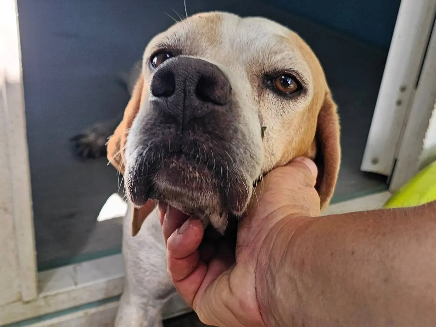 Adotta un cane, femmina, 6 anni e 7 mesi, Pavia