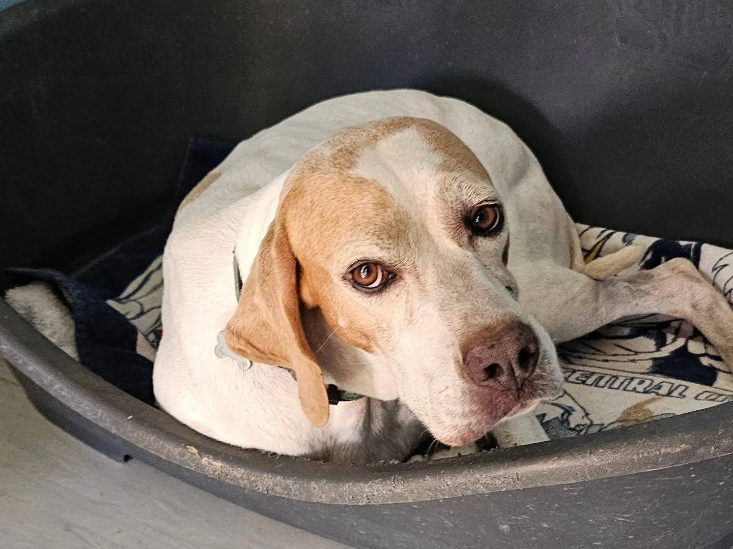 Adotta un cane, taglia media, femmina, Pavia