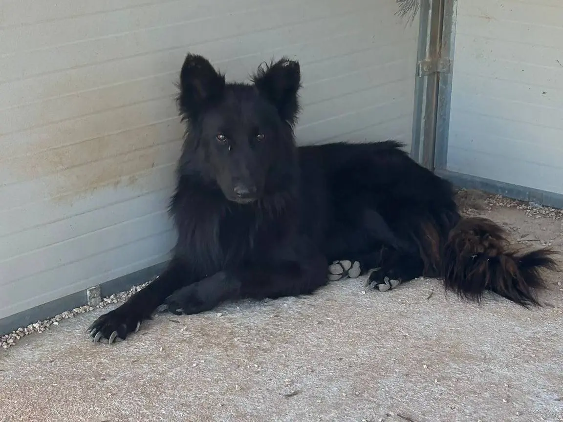 Adozione cane, maschio, Pastore Belga Laekenois Razza sconosciuta, 3 anni e 1 mese, taglia media, Taranto