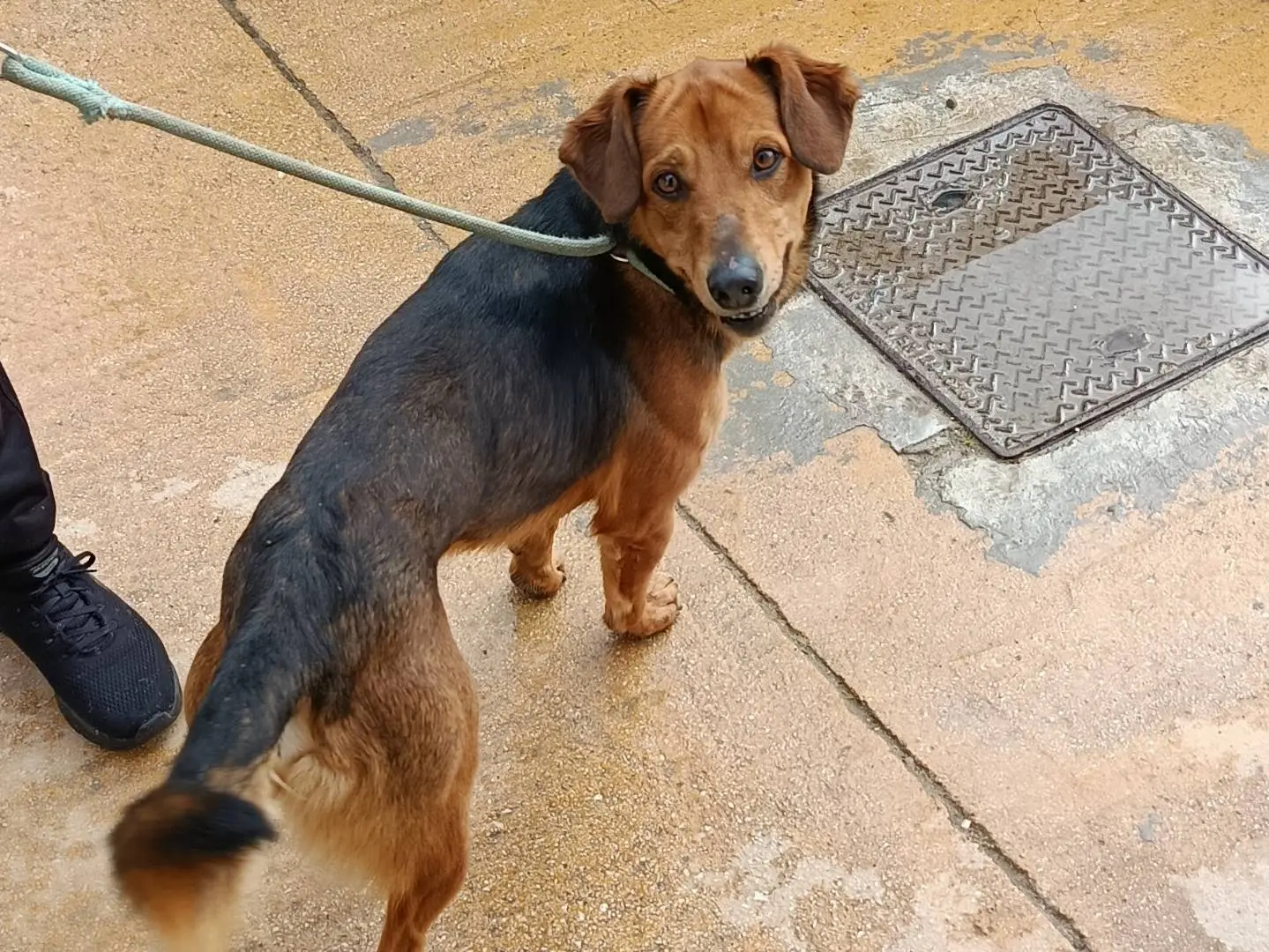 Adotta il cane Leo a Trapani