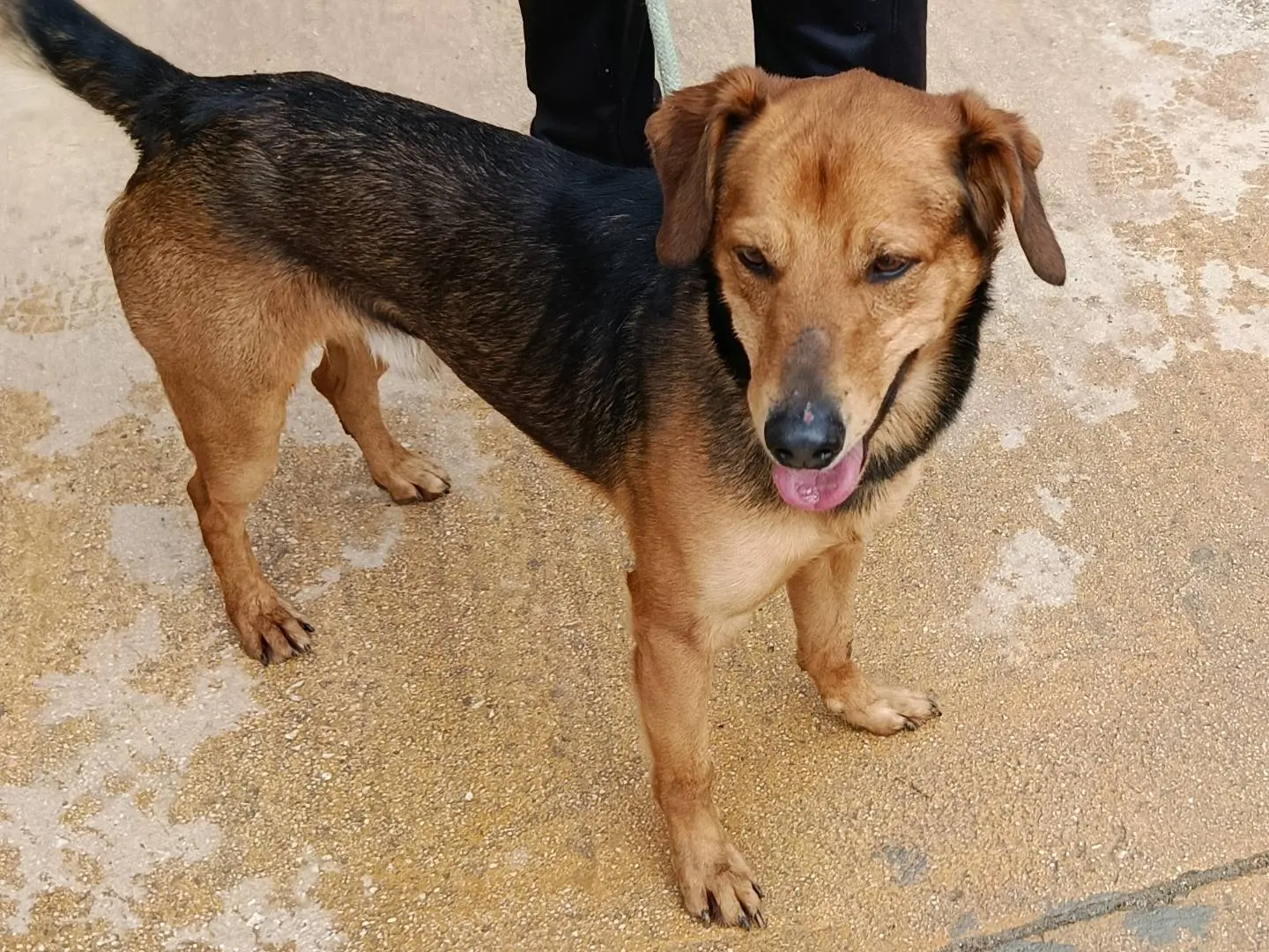 Vuoi adottare un cane a Trapani?