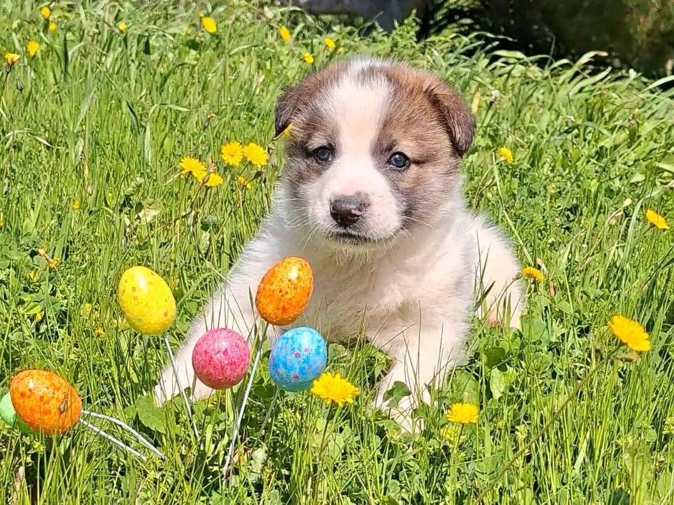 Adotta un cane, maschio, 7 mesi, Bari