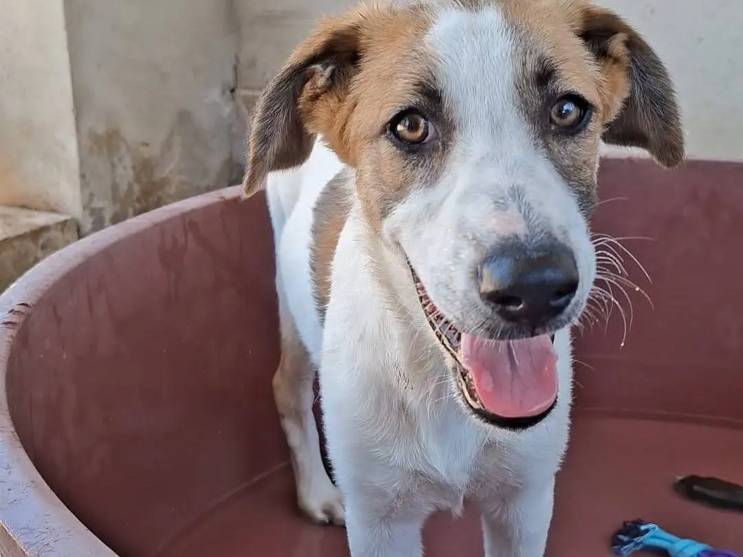 Adozione cane, maschio, Razza sconosciuta Razza sconosciuta, 7 mesi, taglia media, Bari