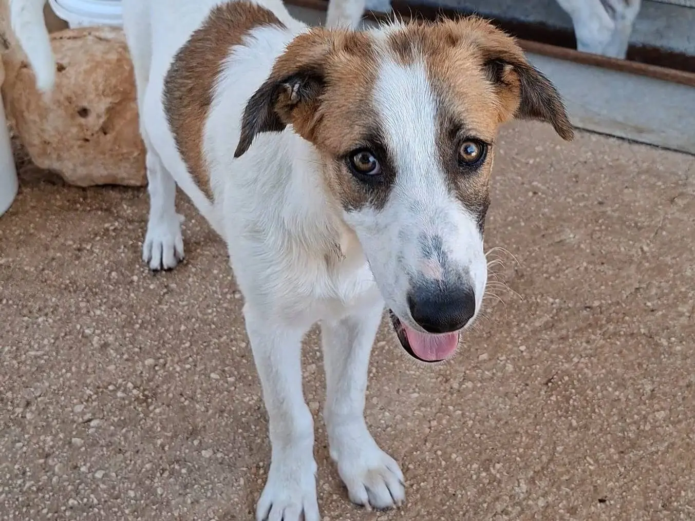 Vuoi adottare un cane a Bari?