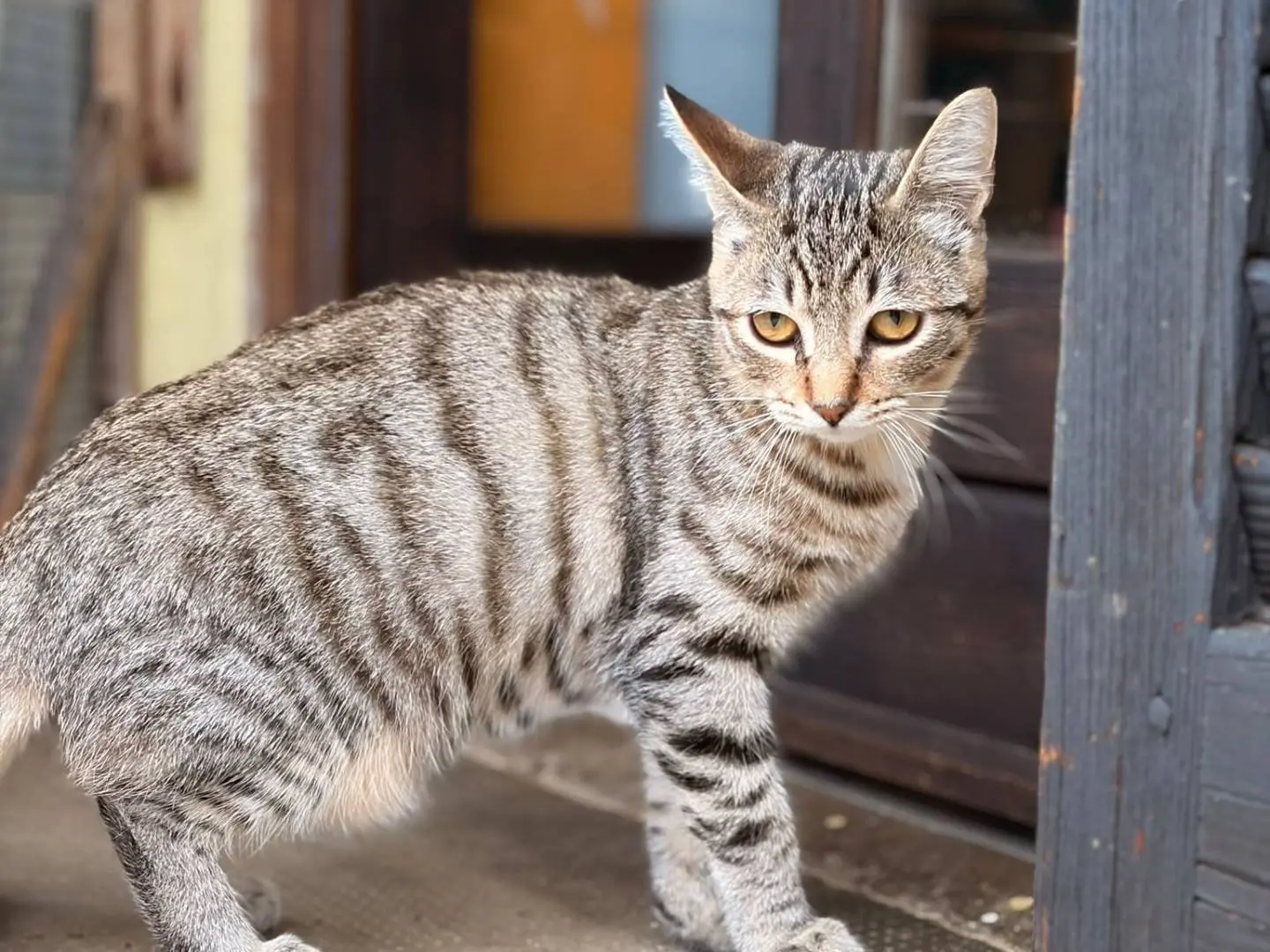 Adozione gatto, maschio, Razza sconosciuta Razza sconosciuta, 5 mesi, taglia non valida, Asti