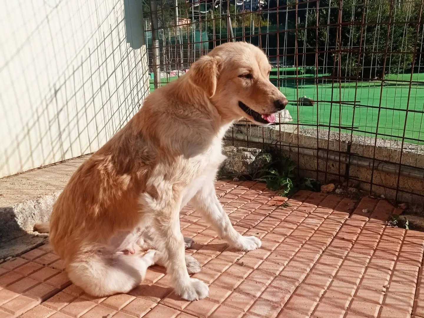 Adozione cane, femmina, Razza sconosciuta Razza sconosciuta, 2 anni e 1 mese, taglia media, Cosenza