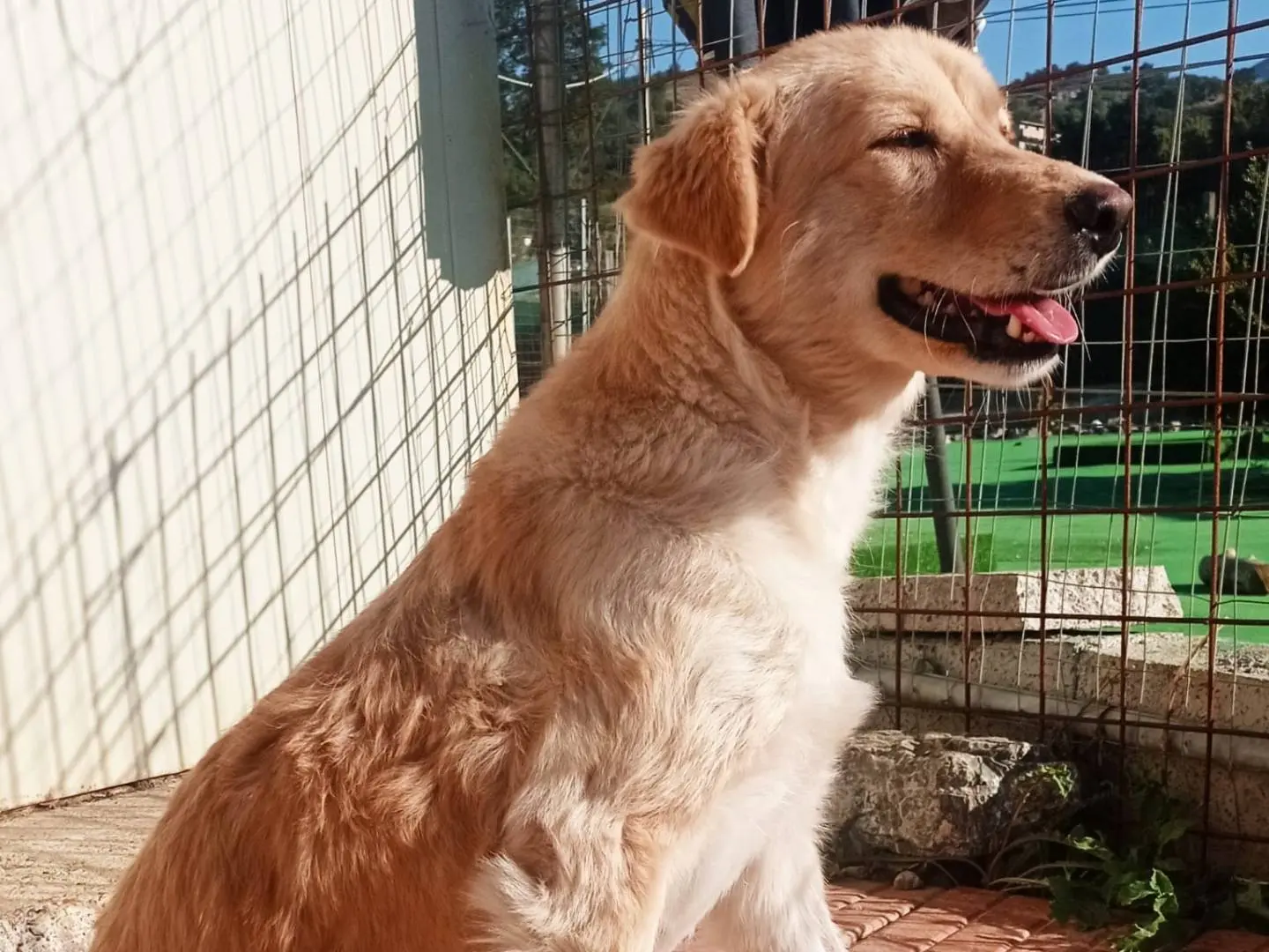 Adotta un cane, femmina, 2 anni e 1 mese, Cosenza
