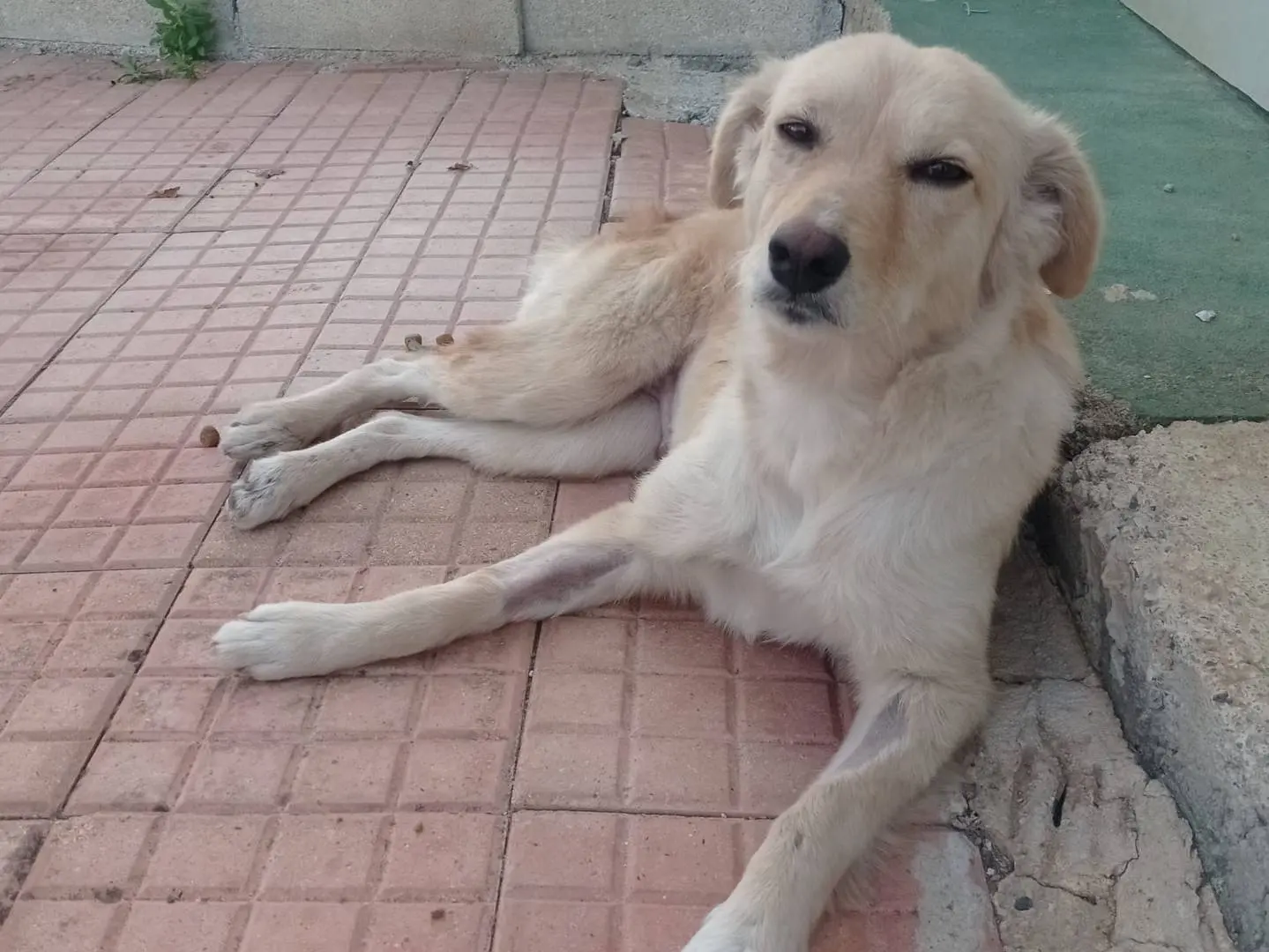 Vuoi adottare un cane a Cosenza?