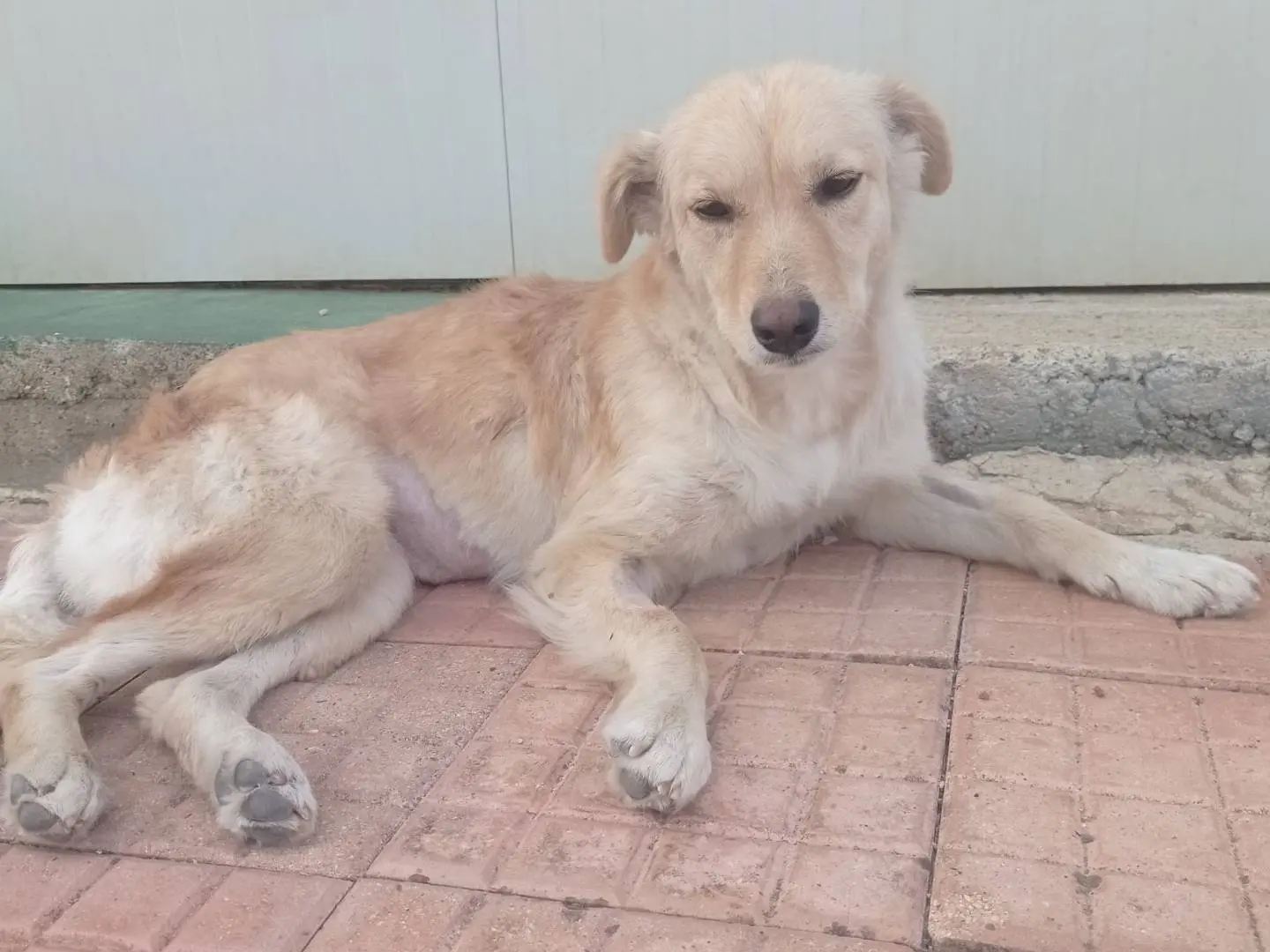 Adotta un cane, taglia media, femmina, Cosenza