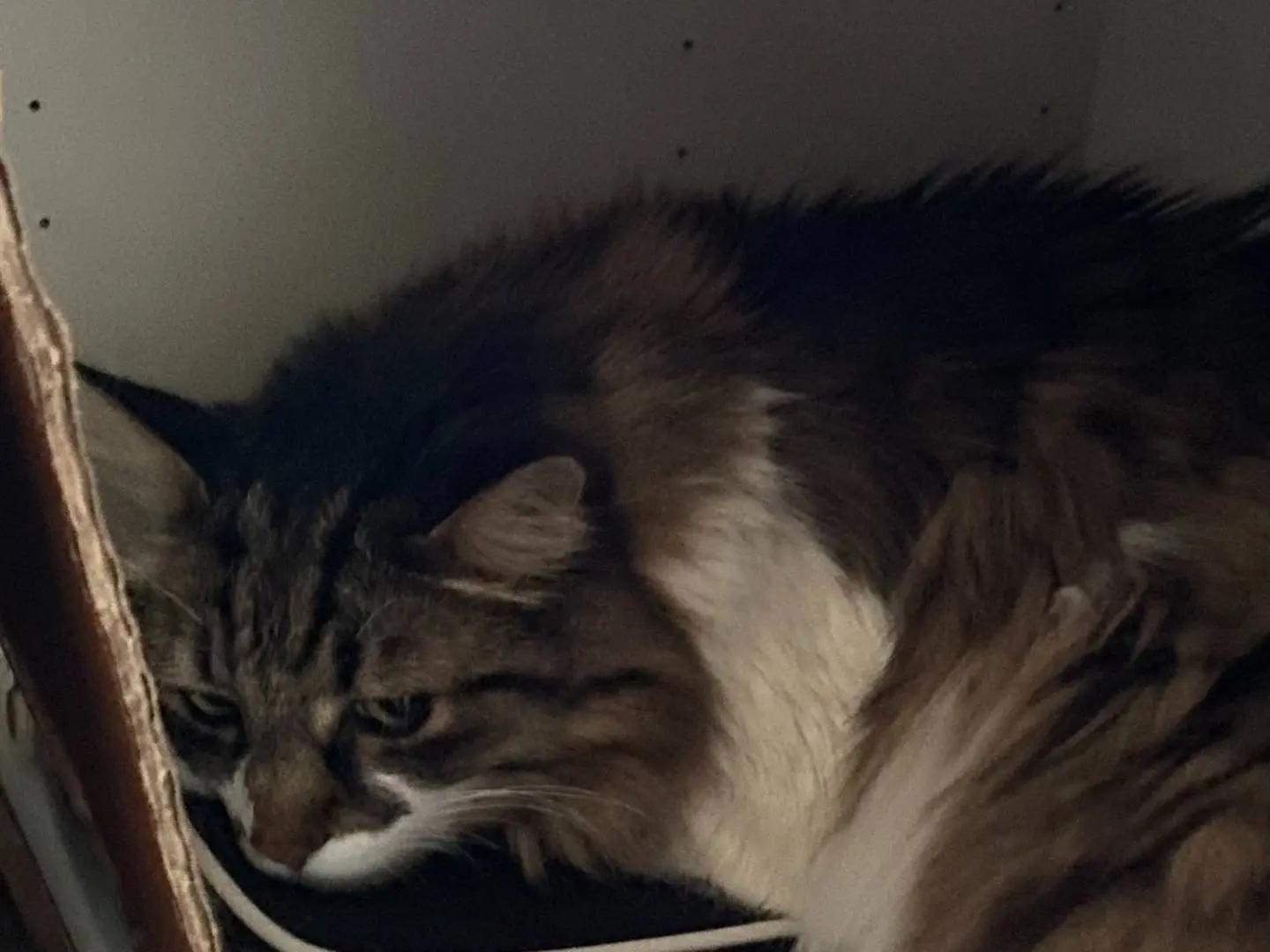Adozione gatto, maschio, Razza sconosciuta Razza sconosciuta, 11 anni e 7 mesi, taglia non valida, Milano