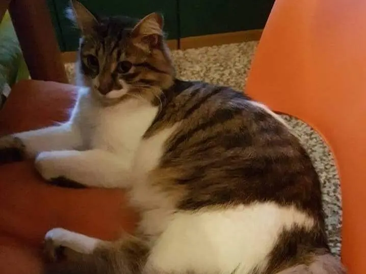 Adotta un gatto, maschio, 11 anni e 7 mesi, Milano