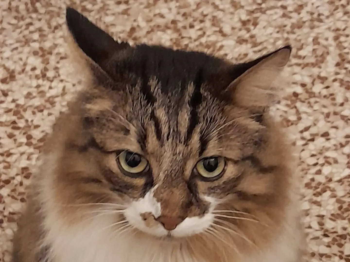 Vuoi adottare un gatto a Milano?