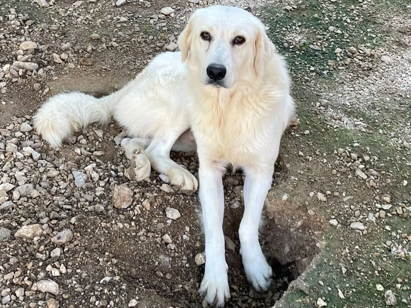 Adozione cane, maschio, Razza sconosciuta Razza sconosciuta, 2 anni e 4 mesi, taglia grande, Frosinone