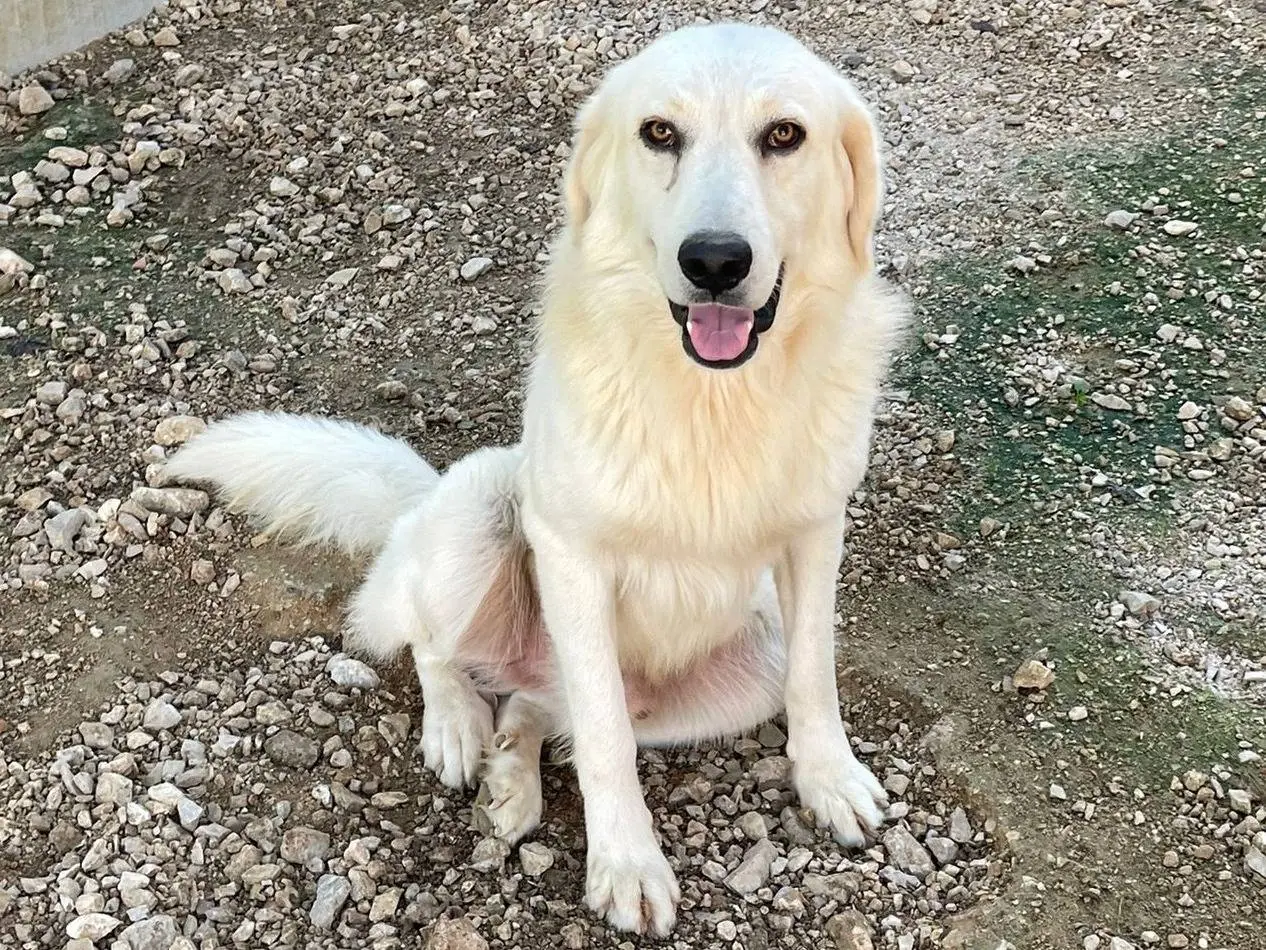 Vuoi adottare un cane a Frosinone?