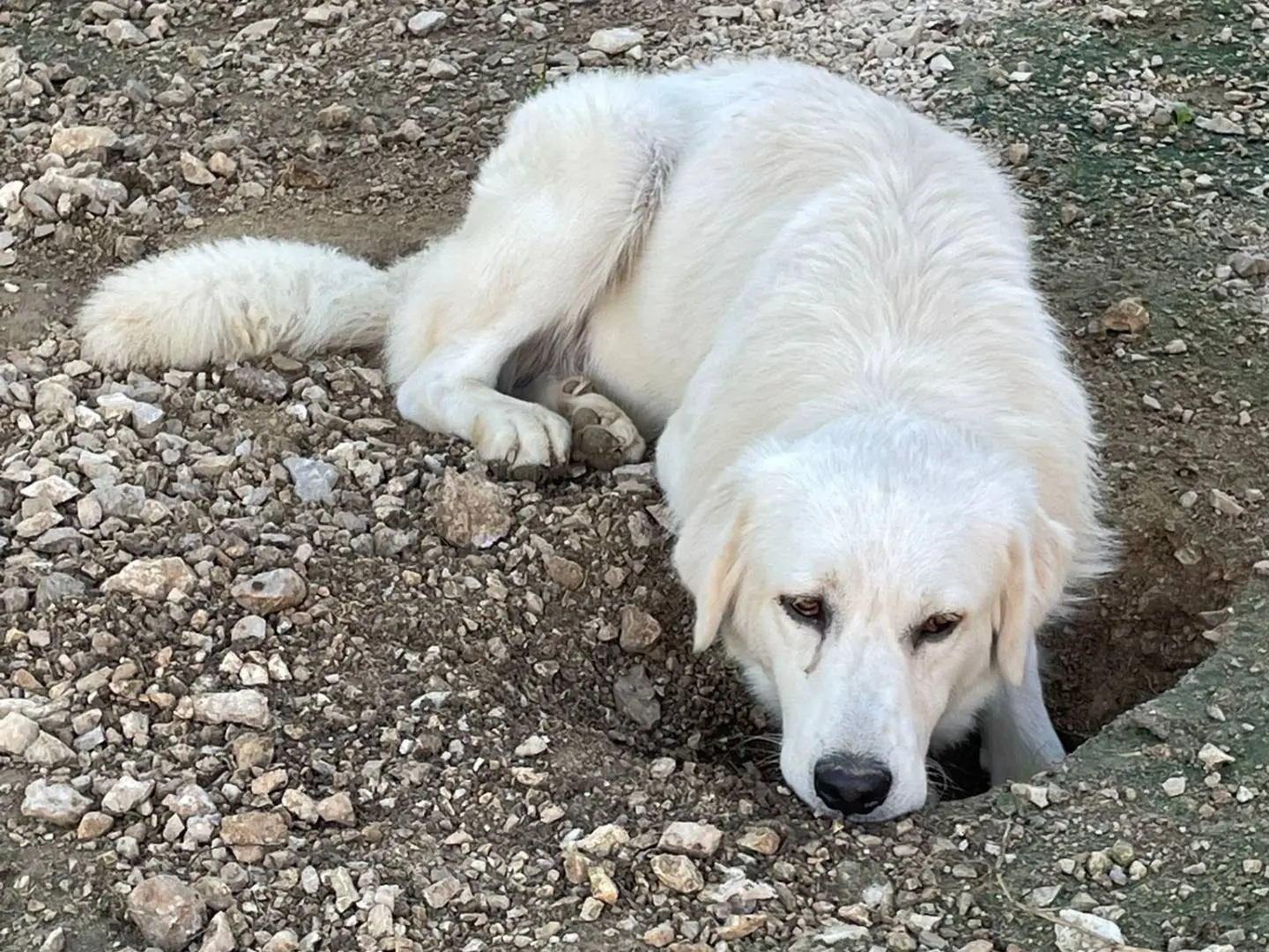 Adotta il cane LUCKY a Frosinone