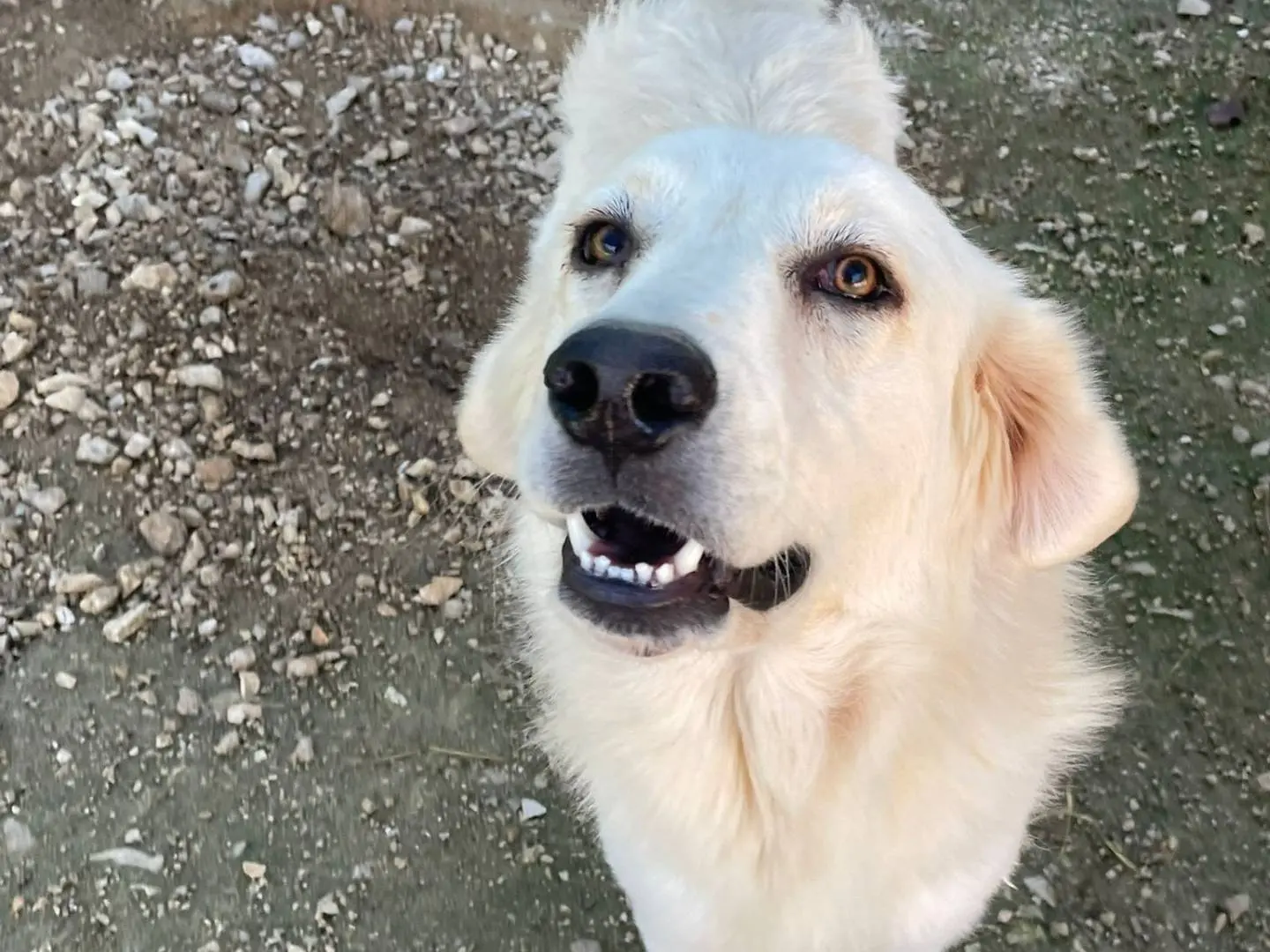 Adotta un cane, taglia grande, maschio, Frosinone