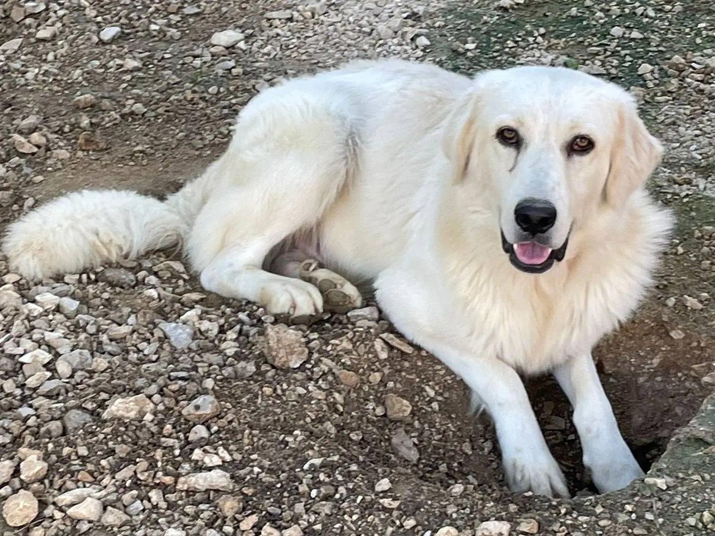 Adotta un cane, maschio, 2 anni e 4 mesi, Frosinone