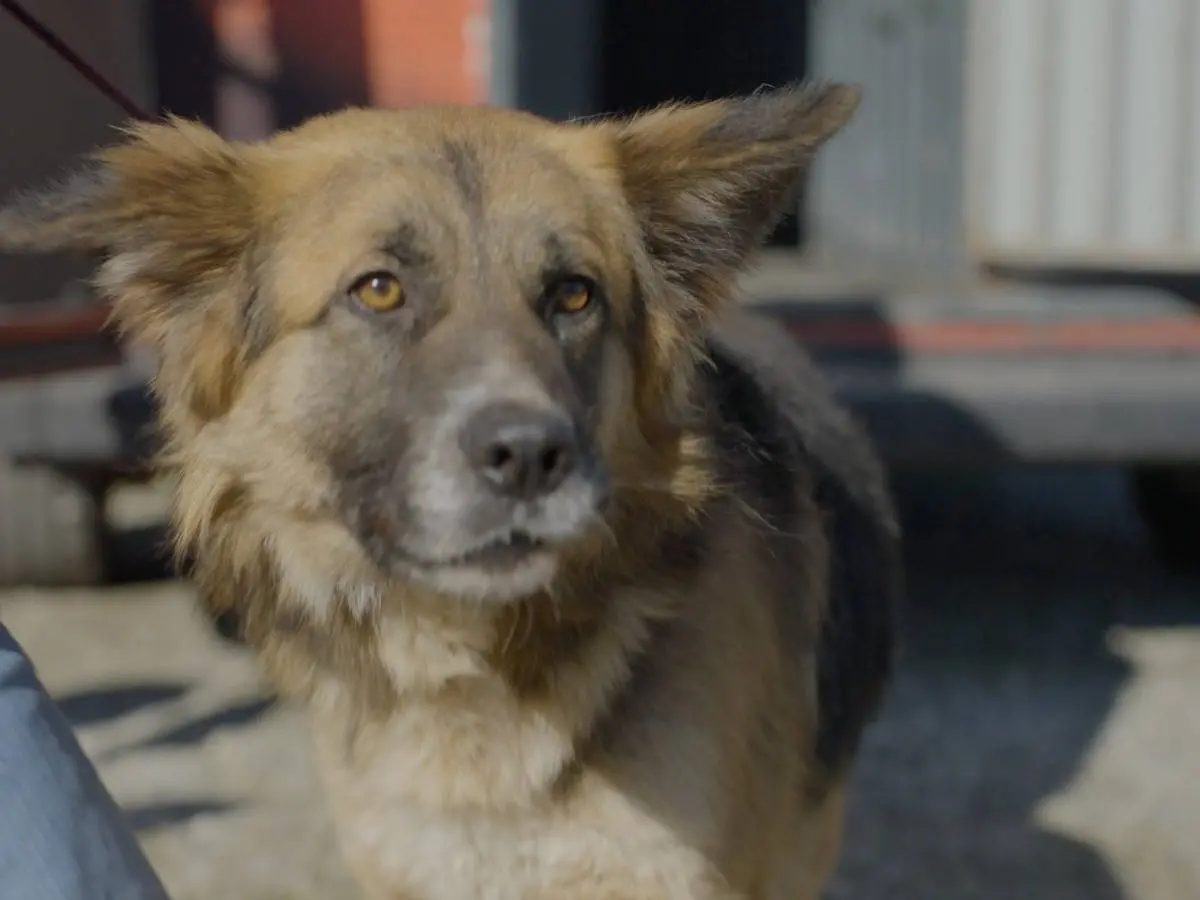 Adozione cane, maschio, Pastore tedesco Razza sconosciuta, 2 anni e 5 mesi, taglia media, Milano