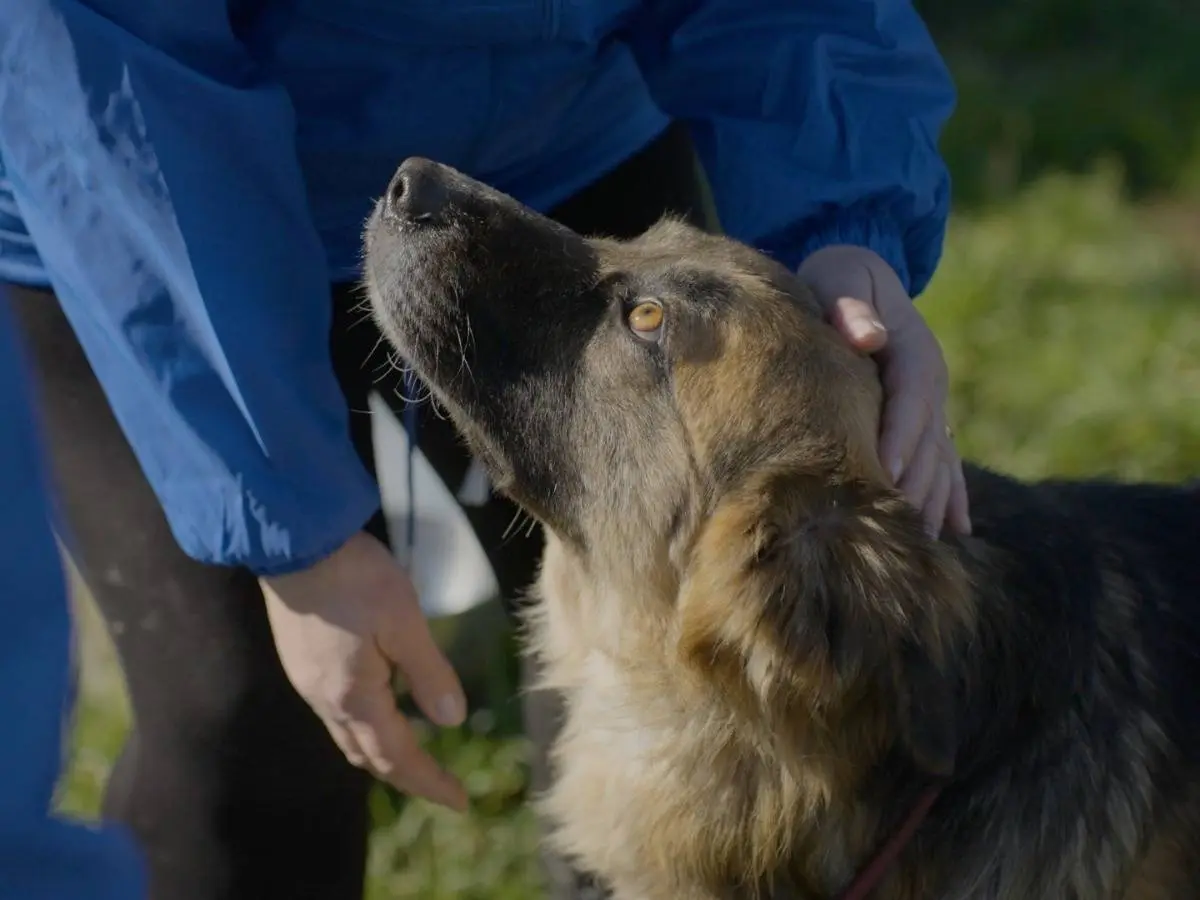 Adotta un cane, maschio, 2 anni e 5 mesi, Milano