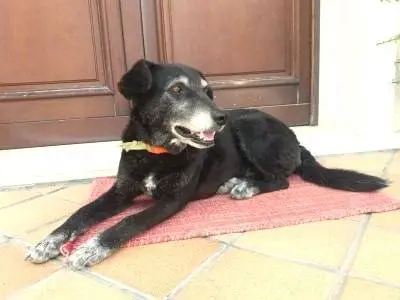 Foto 3 dell'animale