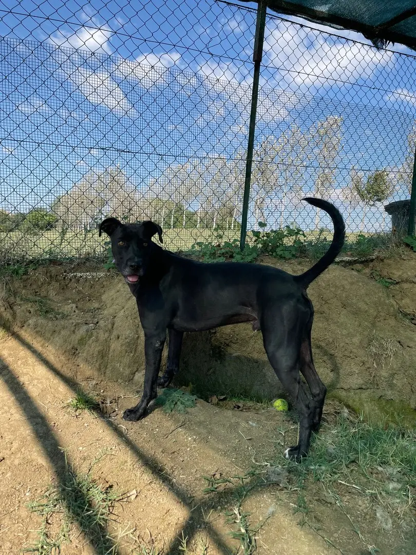Adotta un cane, taglia media, maschio, Roma