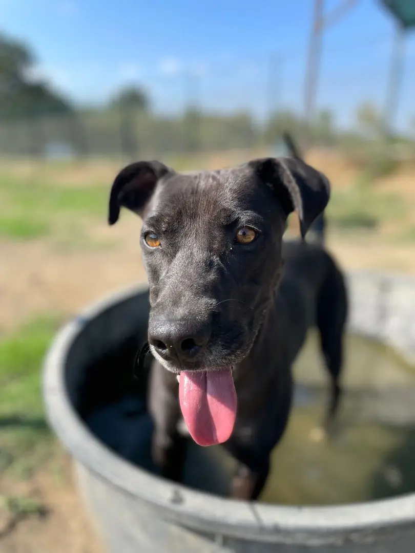 Adozione cane, maschio, meticcio, 5 anni e 9 mesi, taglia media, Roma