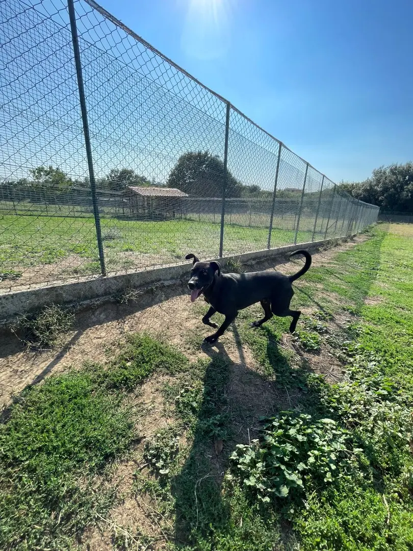 Adotta il cane Darko a Roma