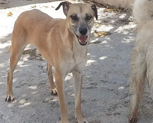 Vuoi adottare un cane a Napoli?