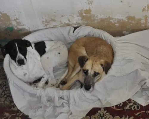 Adotta un cane, femmina, 7 anni e 8 mesi, Napoli