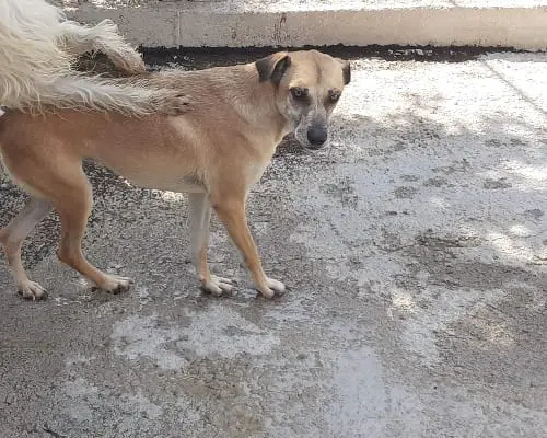 Adotta un cane, taglia media, femmina, Napoli