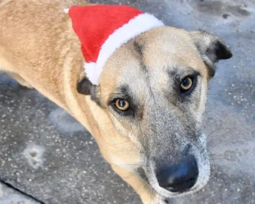 Adozione cane, femmina, Pastore tedesco Labrador Retriever, 7 anni e 8 mesi, taglia media, Napoli