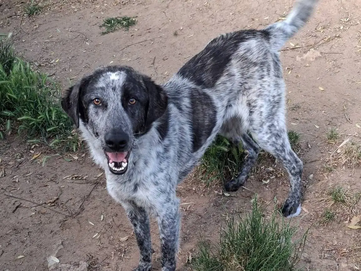 Adozione cane, maschio, Razza sconosciuta Razza sconosciuta, 1 anno e 2 mesi, taglia media, Vibo