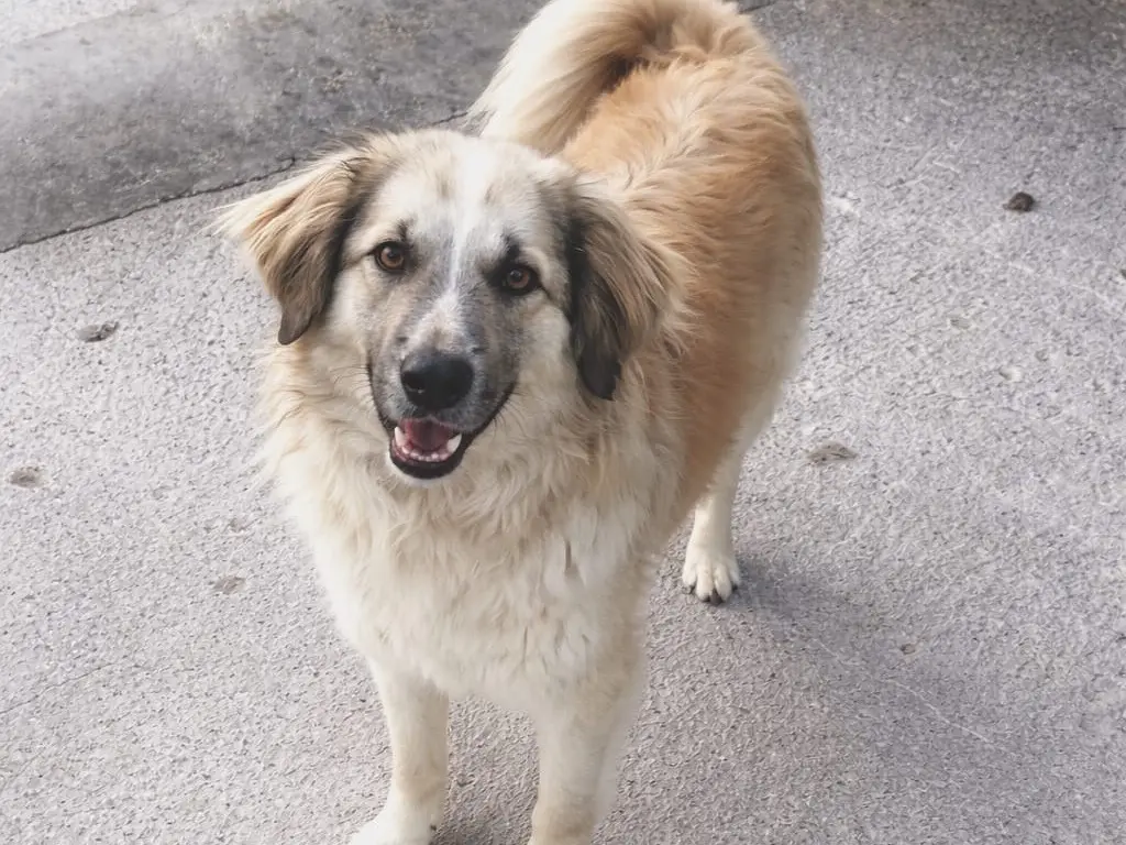 Adozione cane, femmina, Razza sconosciuta Razza sconosciuta, 2 anni e 8 mesi, taglia media, Benevento