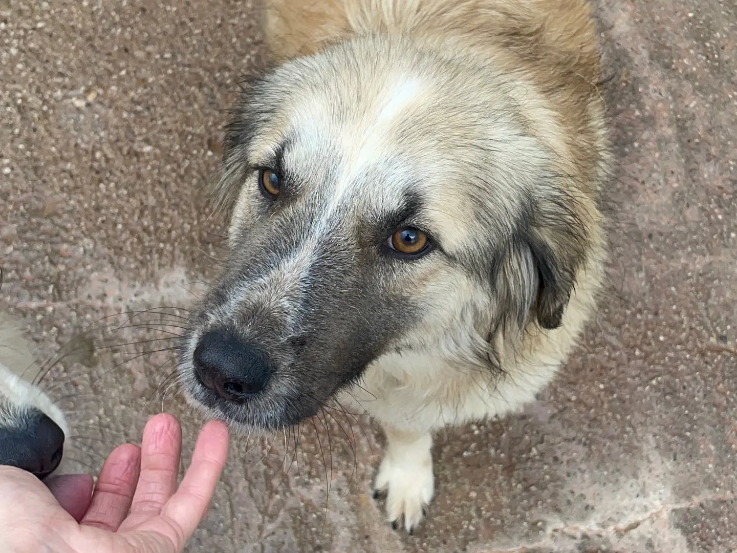 Adotta un cane, femmina, 2 anni e 8 mesi, Benevento