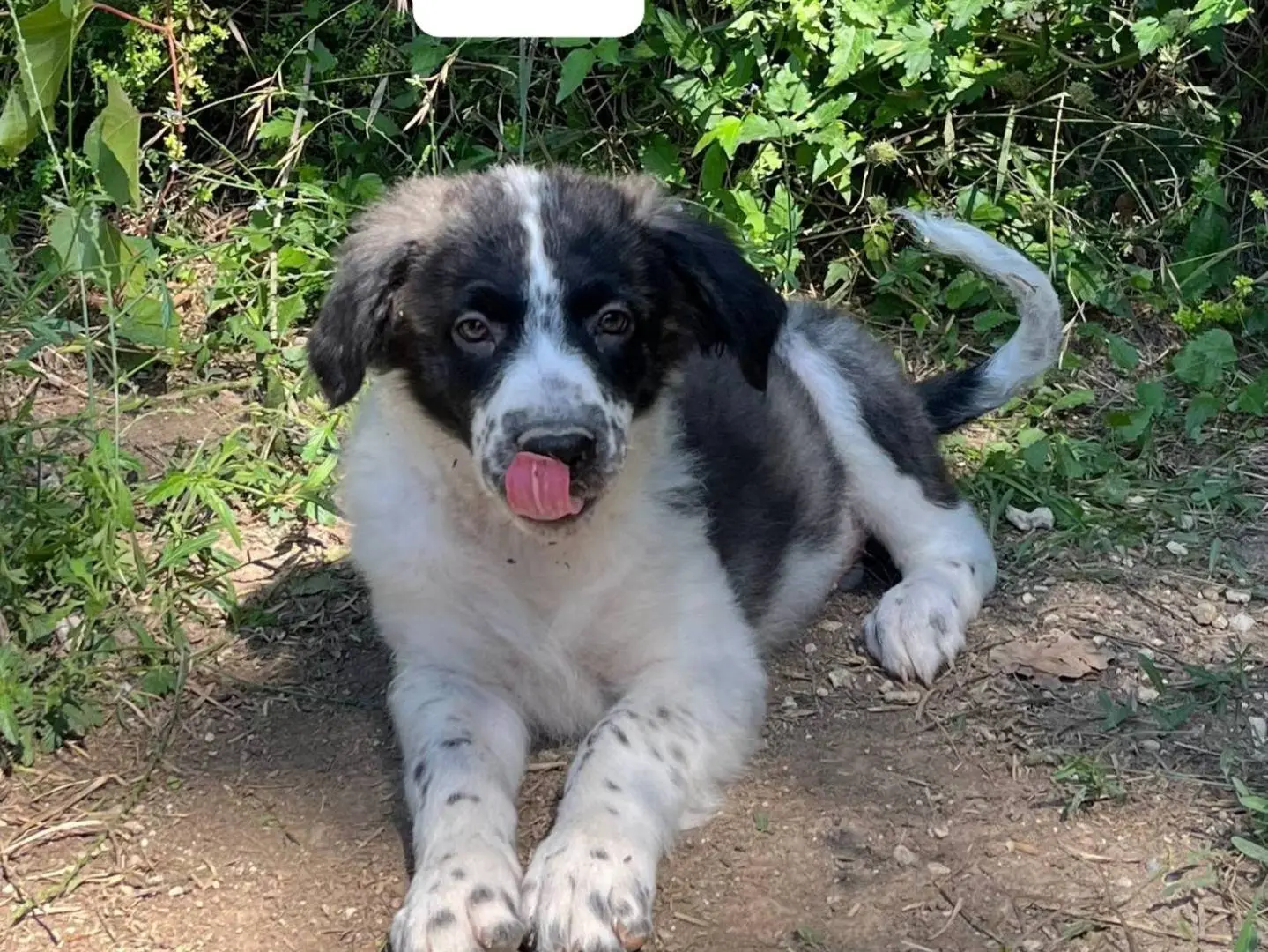 Adotta un cane, taglia media, femmina, Frosinone