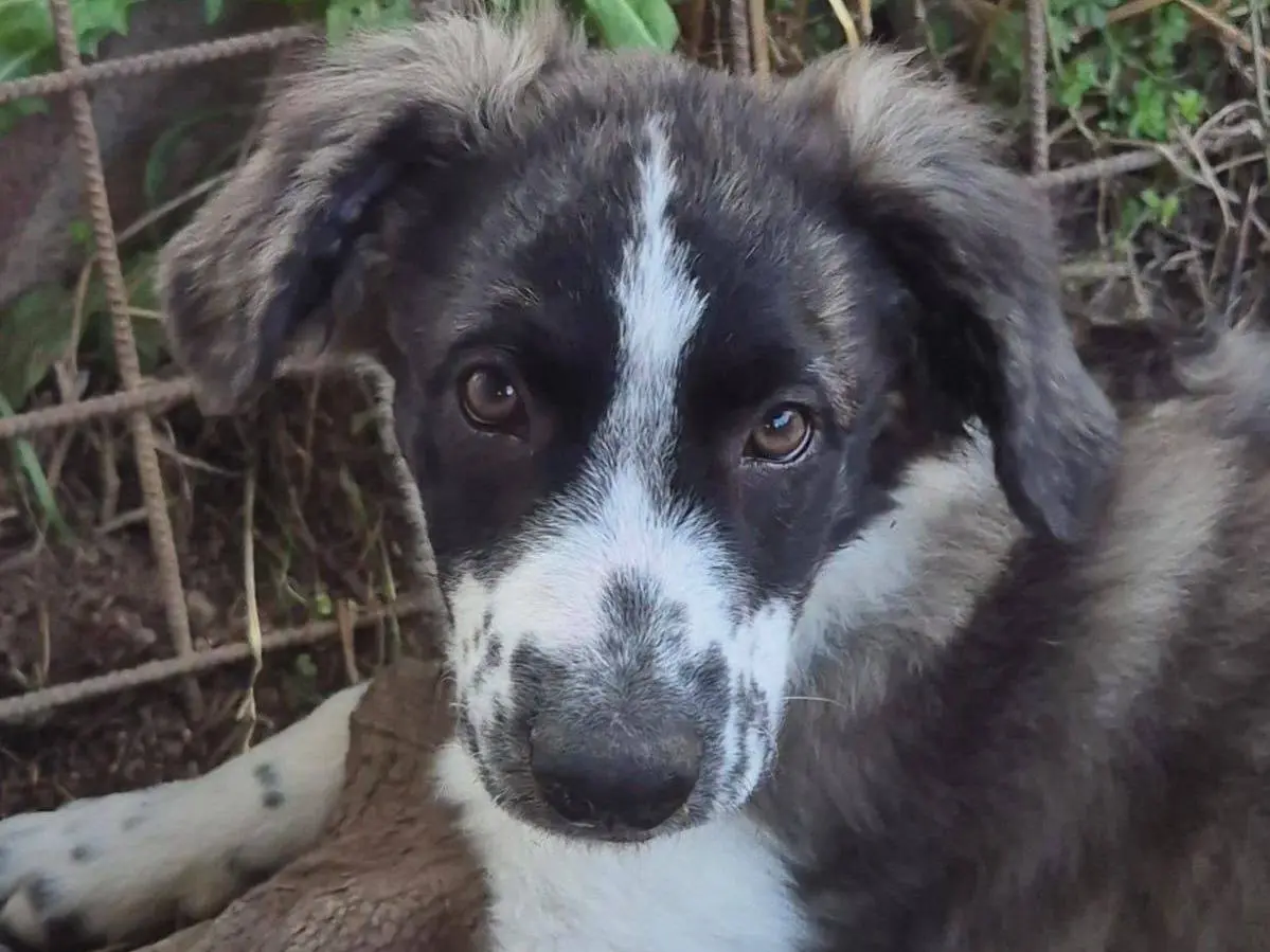 Adozione cane, femmina, Razza sconosciuta Razza sconosciuta, 1 anno e 4 mesi, taglia media, Frosinone