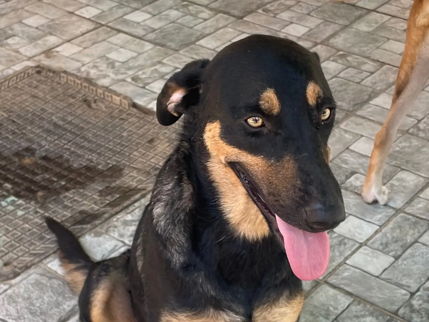 Adotta un cane, femmina, 1 anno e 8 mesi, Vicenza