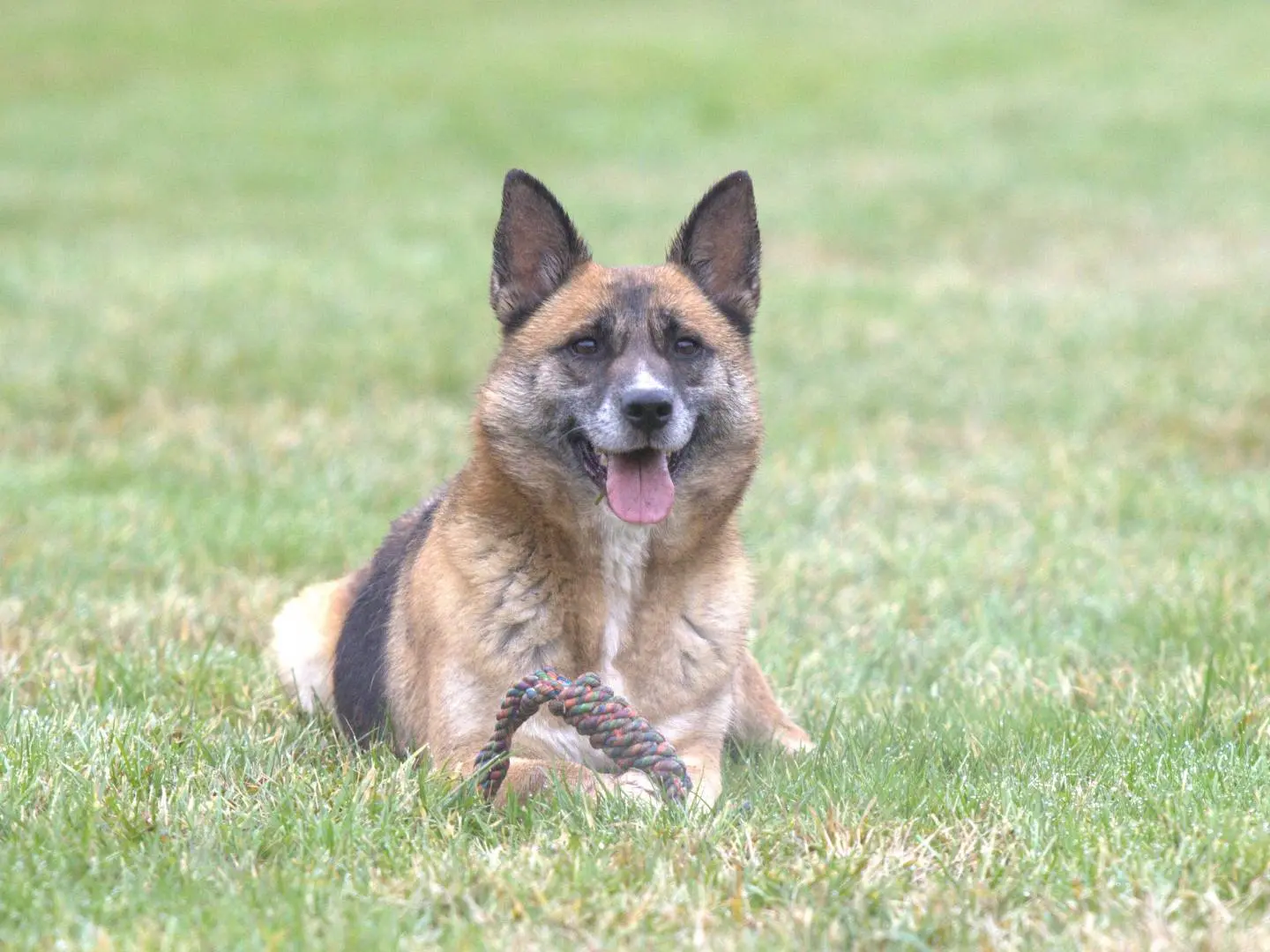 Adozione cane, femmina, Razza sconosciuta Razza sconosciuta, 5 anni e 4 mesi, taglia media, Milano