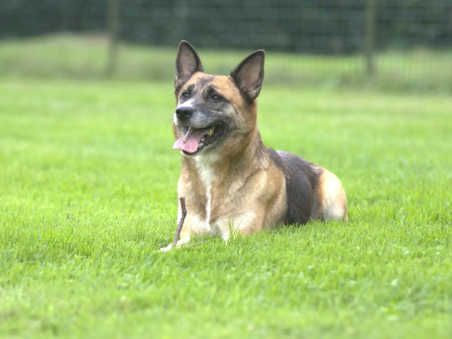 Vuoi adottare un cane a Milano?