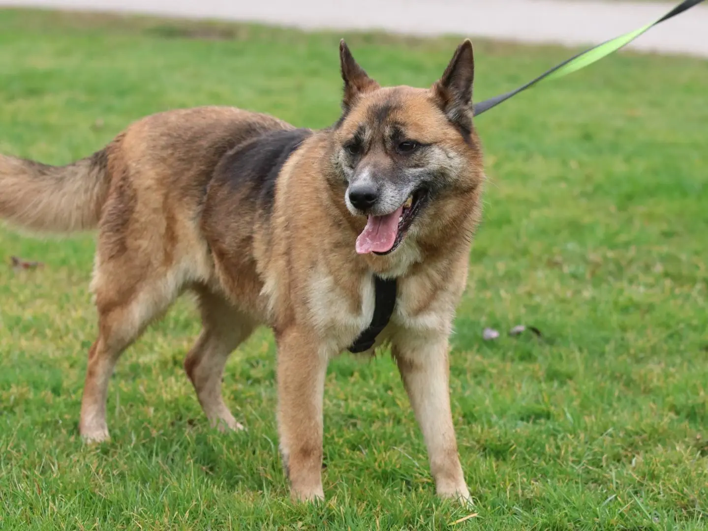 Adotta il cane BAGHERA a Milano
