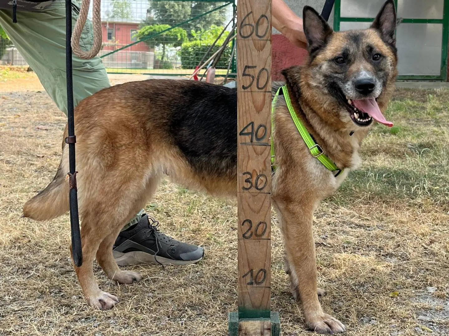 Adotta un cane, femmina, 5 anni e 4 mesi, Milano