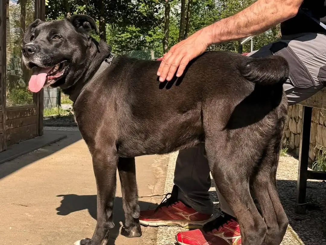 Adotta un cane, taglia grande, maschio, Genova