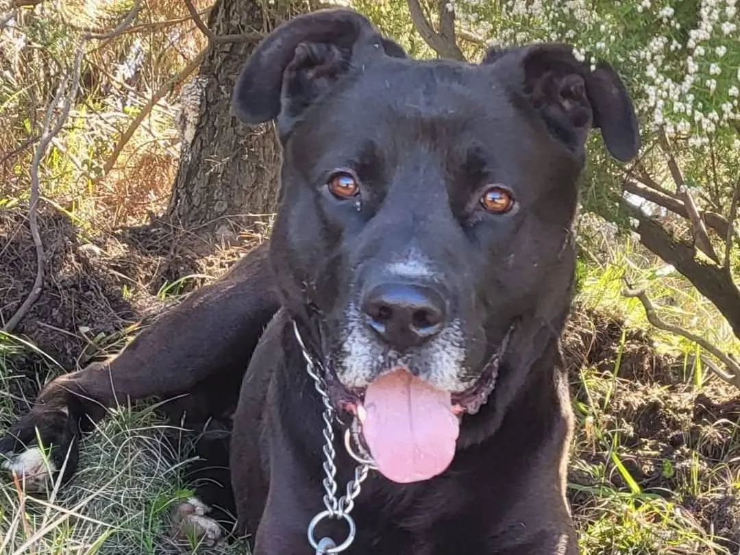 Adotta un cane, maschio, 7 anni e 8 mesi, Genova