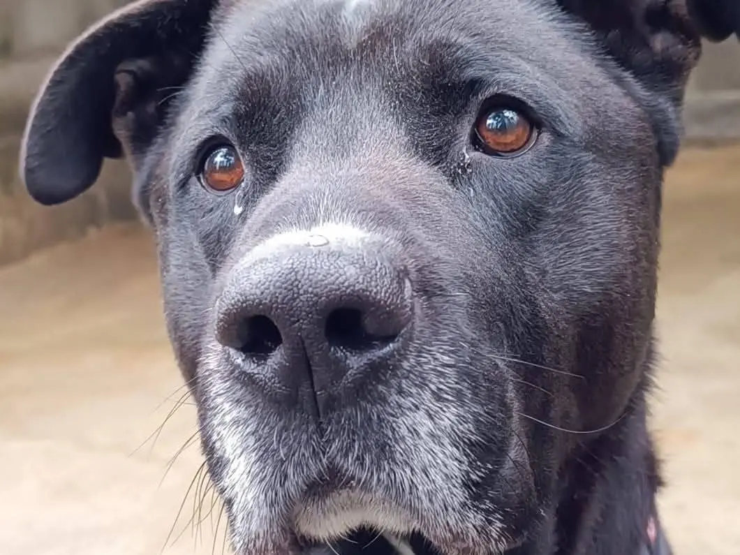 Adozione cane, maschio, Razza sconosciuta Razza sconosciuta, 7 anni e 8 mesi, taglia grande, Genova