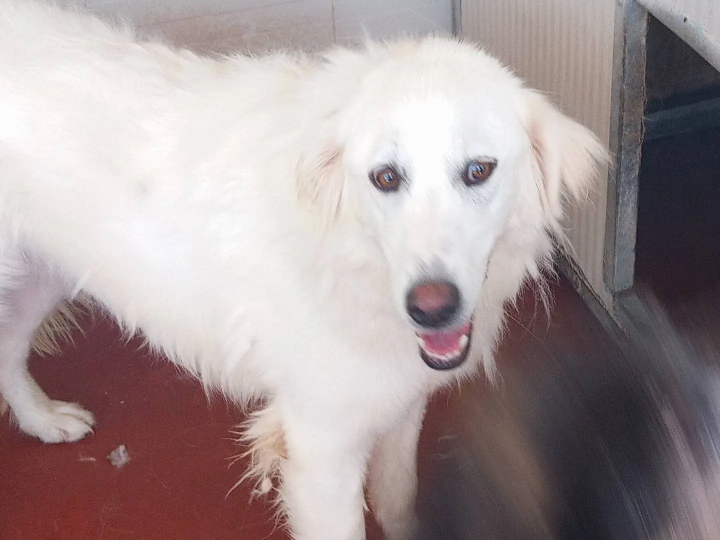 Adotta un cane, femmina, 6 anni e 9 mesi, Viterbo