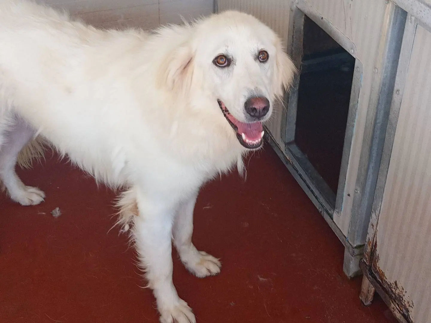 Adozione cane, femmina, Pastore maremmano Razza sconosciuta, 6 anni e 9 mesi, taglia media, Viterbo