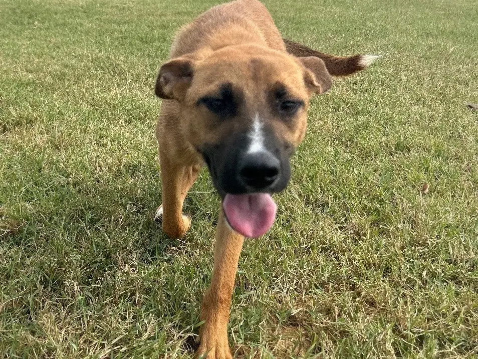 Adotta un cane, maschio, 3 anni e 8 mesi, Latina